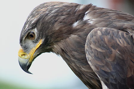 close up photo of bald eagle thumbnail