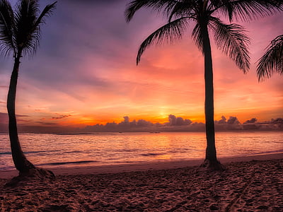 palm trees near seashore during sunset thumbnail