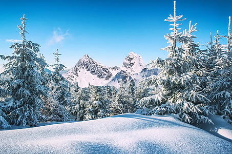 snow covered trees during daytime thumbnail