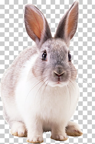 White Rabbit, Rabbit , sitting white rabbit illustration PNG clipart