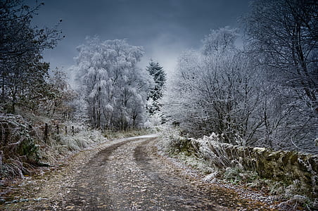 road surrounded by gray and black trees under gray sky thumbnail