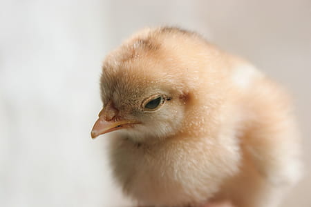 white chick thumbnail