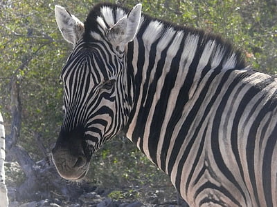 close-up photo of zebra face thumbnail