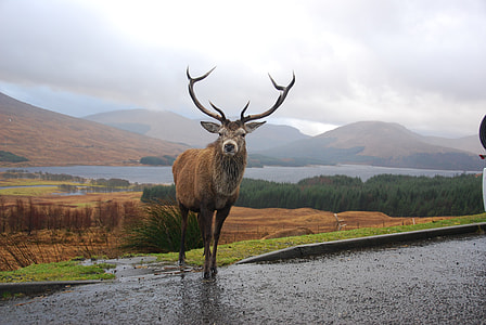 buck on roadside near flowing water during daytime thumbnail