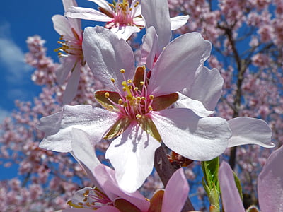 tree with pink flowers thumbnail