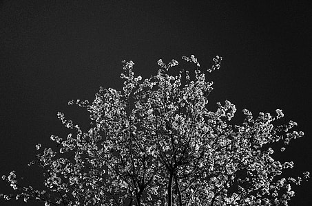 white leaf tree thumbnail