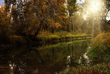 brown trees near in lake thumbnail