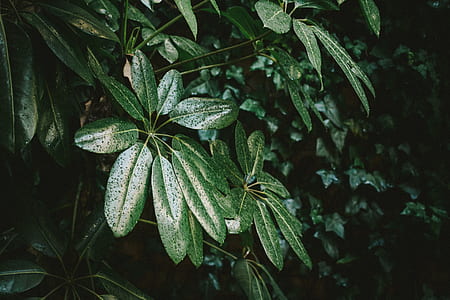 close-up photo of green leaf plant thumbnail