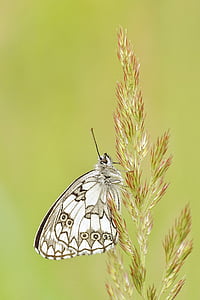 white and black butterfly perched on green leaf plant in closeup photograph thumbnail