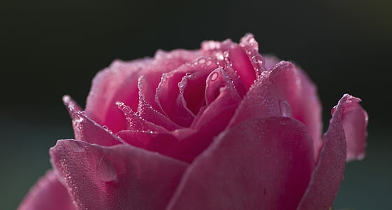 close up photography of pink rose flower with water dew thumbnail