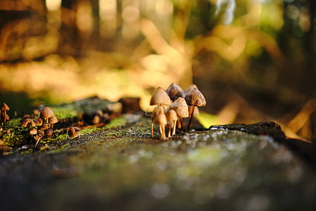 tilt photography of mushrooms thumbnail