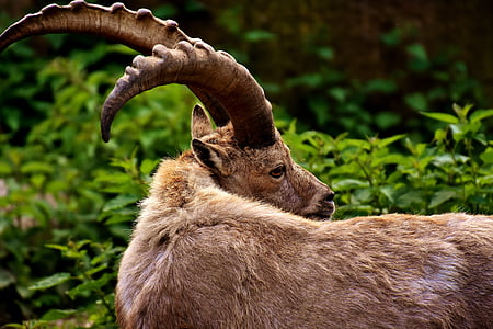 closeup photo of brown mountain goat thumbnail