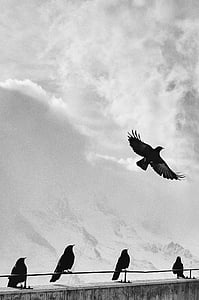 grayscale photography of five birds thumbnail