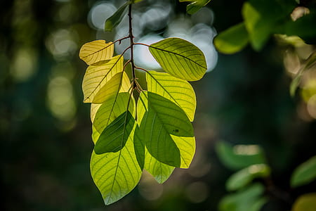 selective focus photo of green leaf thumbnail