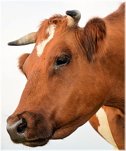 brown cow thumbnail