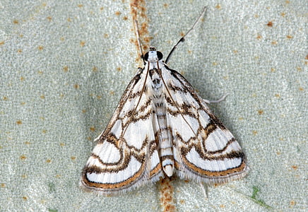 selective focus photography of white and black moth on gray surface thumbnail