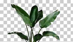 Leaf Garden Plant Watering can Irrigation, Tropical leaves, green leafed plant PNG clipart