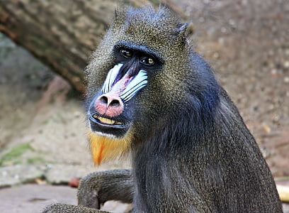 baboon monkey thumbnail