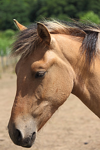 shallow focus photo of brown horse thumbnail
