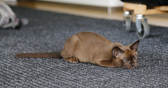 cat on carpet thumbnail