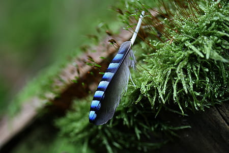 photo of black and purple feather thumbnail