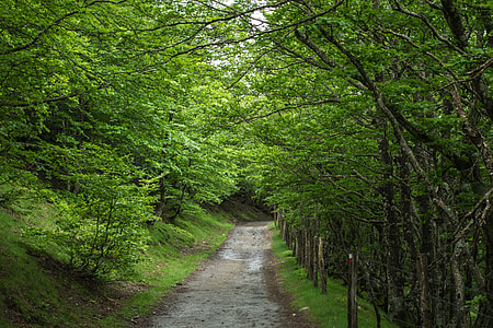 pathway between green leaf trrees thumbnail