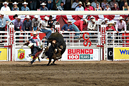 cowboy and bull inside ring while people watching during daytime thumbnail