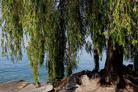 willow tree front of body of water at daytime thumbnail
