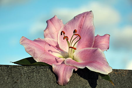 selective focus photography of pink petaled flower thumbnail