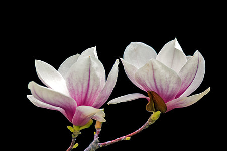 closeup photo of purple-and-white petaled flower in bloom thumbnail
