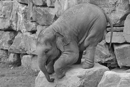 elephant standing on rock thumbnail