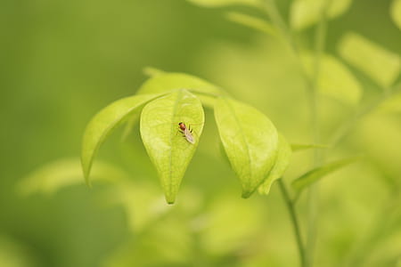 green leafed plants thumbnail