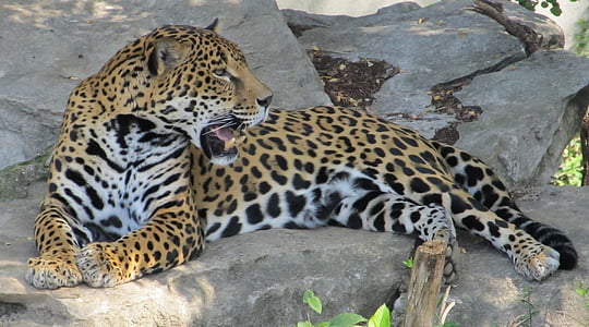 leopard resting on stone thumbnail