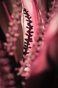 flora, nature, plant thumbnail