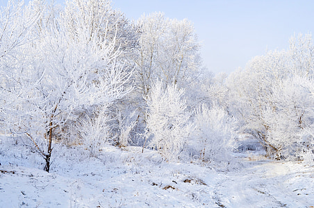 photo of snow coated trees thumbnail