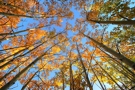low angle photography tall trees at daytime thumbnail