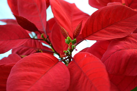 selective focus photography of red leaf thumbnail