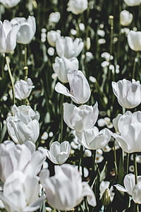 white petaled flowers thumbnail