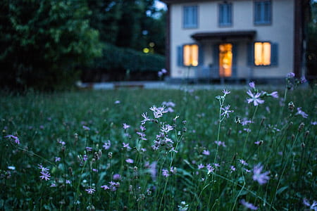 purple flowers on bloom with view of white and brown house selective focus photo thumbnail