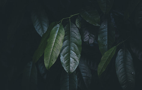 green leafed plant thumbnail