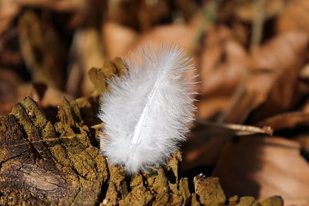 selective focus photography of white feather on ground thumbnail