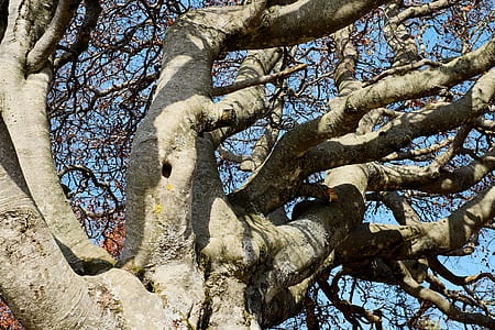 low angle of brown leaf tree thumbnail