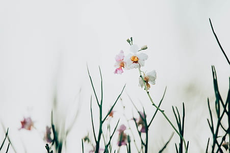 white petal flower closeup photo thumbnail