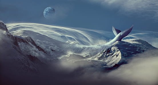 gray whale digital wallpaper thumbnail