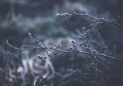 selective focus photography of tree branch thumbnail
