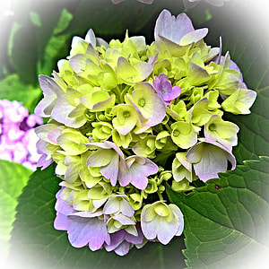 closeup photo of green-and-purple petaled flowers thumbnail