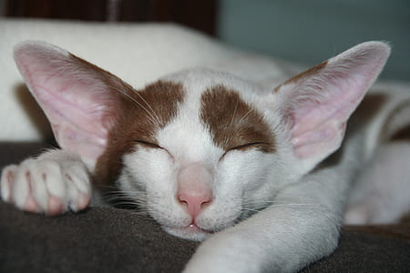 white and brown cat sleeping thumbnail