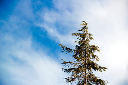 Worm's Eye Photography Green Leaf Tree thumbnail