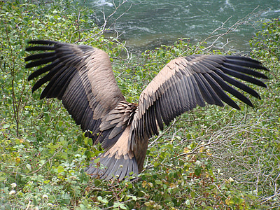 brown and black eagle about to perch on tree thumbnail
