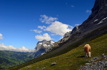 brown and white cow on grass field mountain thumbnail